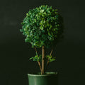 Fake plant (FEJKA or similar)