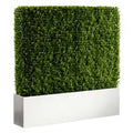 Hedge - 4'H x 4'W