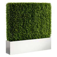 Hedge - 4'H x 4'W
