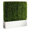 Hedge - 4'H x 4'W