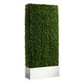 Hedge - 7'H x 3'W