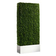 Hedge - 7'H x 3'W